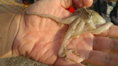 Amphioctopus membranaceus