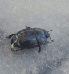 Atholus duodecimstriatus