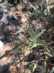 Stephanomeria cichoriacea