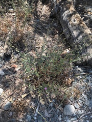 Stephanomeria cichoriacea
