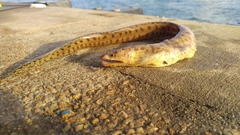 Gymnothorax reevesii