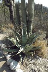 Agave marmorata