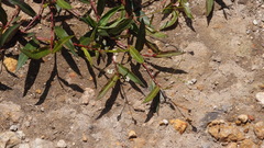 Polygonum jucundum