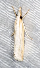 Calamotropha leptogrammellus