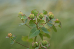 Euphorbia condylocarpa