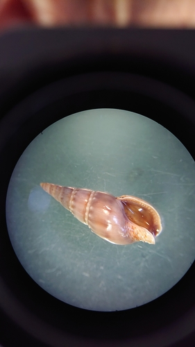 Representative image of Naytia