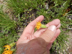 Raillardella scaposa