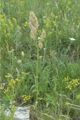 Rumex tuberosus