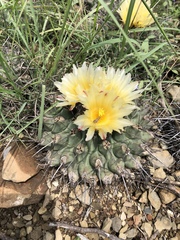 Thelocactus rinconensis
