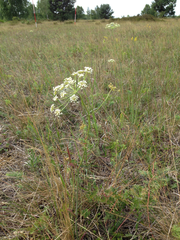 Peucedanum oreoselinum