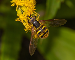 Chrysotoxum pubescens
