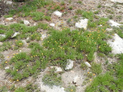 Raillardella scaposa