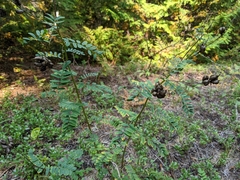Astragalus neglectus