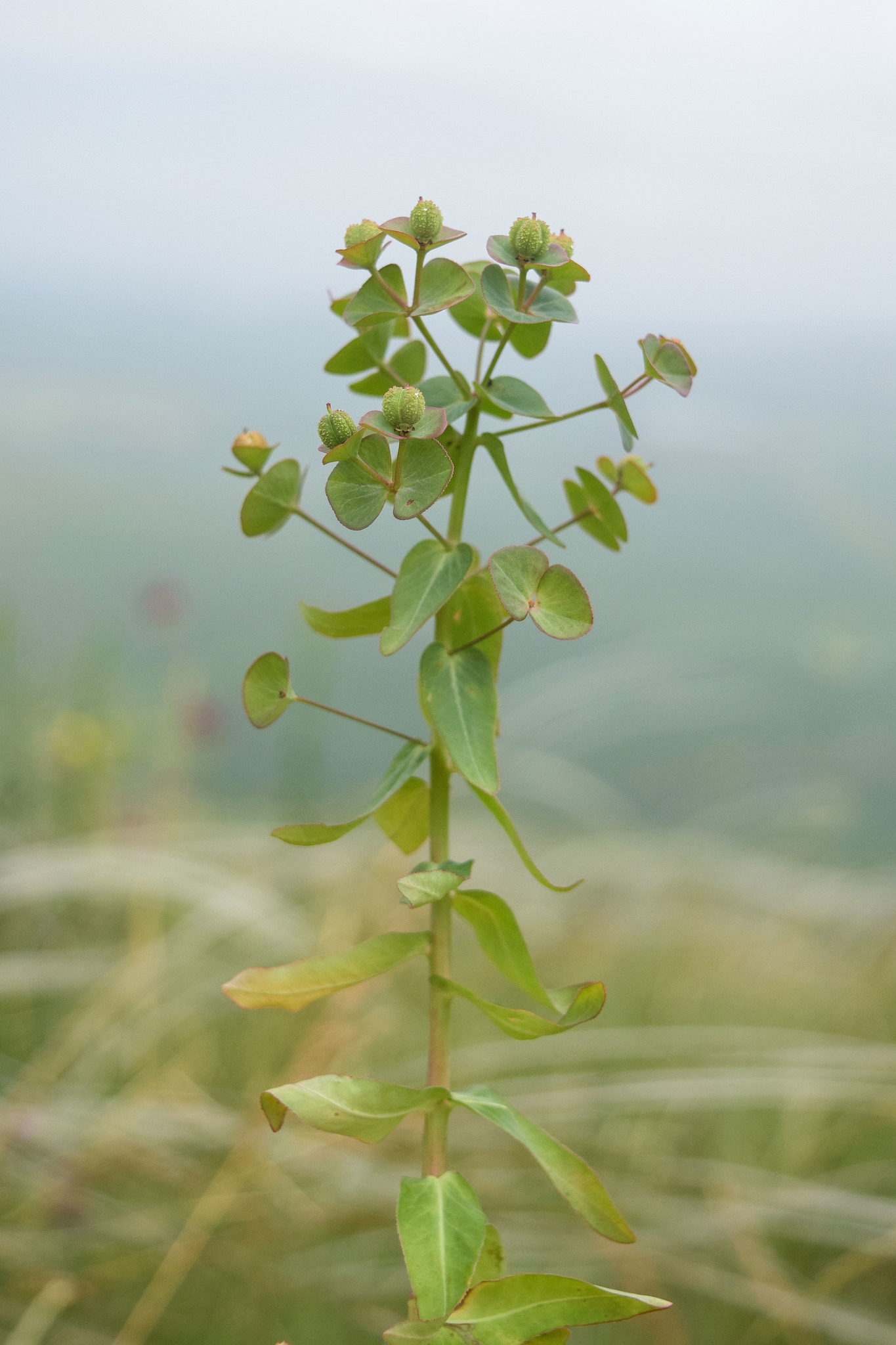 Euphorbia condylocarpa