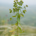 Euphorbia condylocarpa - Photo (c) Nadezhda Liksakova,  זכויות יוצרים חלקיות (CC BY-NC), הועלה על ידי Nadezhda Liksakova