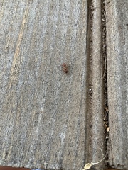 Pogonomyrmex barbatus