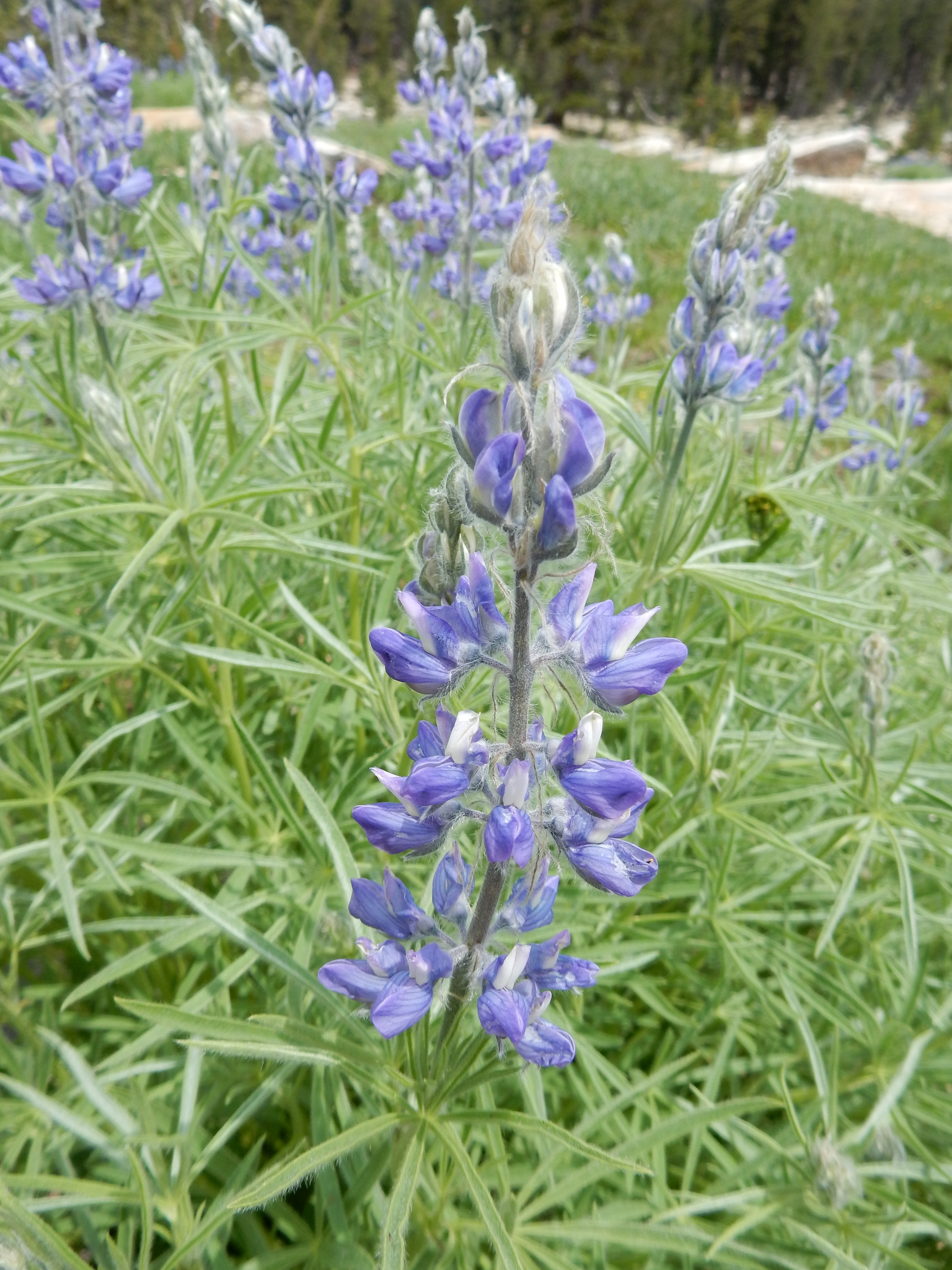 Lupinus covillei