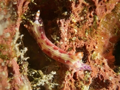Hypselodoris