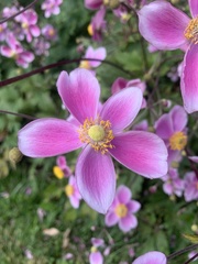 Eriocapitella × hybrida