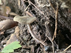 Panaeolus fontinalis