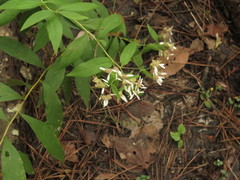 Doellingeria sericocarpoides
