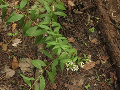 Doellingeria sericocarpoides