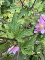 Eriocapitella × hybrida