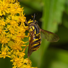 Chrysotoxum pubescens