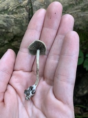 Panaeolus fontinalis