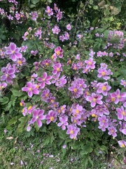 Eriocapitella × hybrida