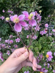 Eriocapitella × hybrida