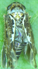 Athysanini