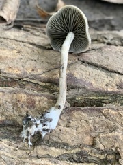Panaeolus fontinalis