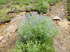 Lupinus covillei