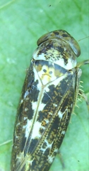 Athysanini