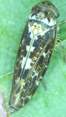 Athysanini
