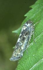 Athysanini