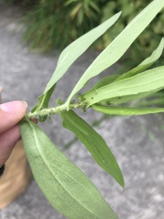 Aphidina
