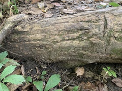 Panaeolus fontinalis