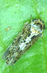 Athysanini