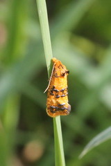Commophila aeneana