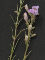 Penstemon linarioides