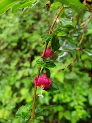 Fuchsia microphylla