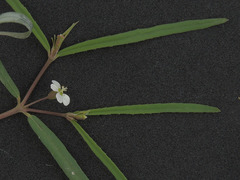 Euphorbia florida