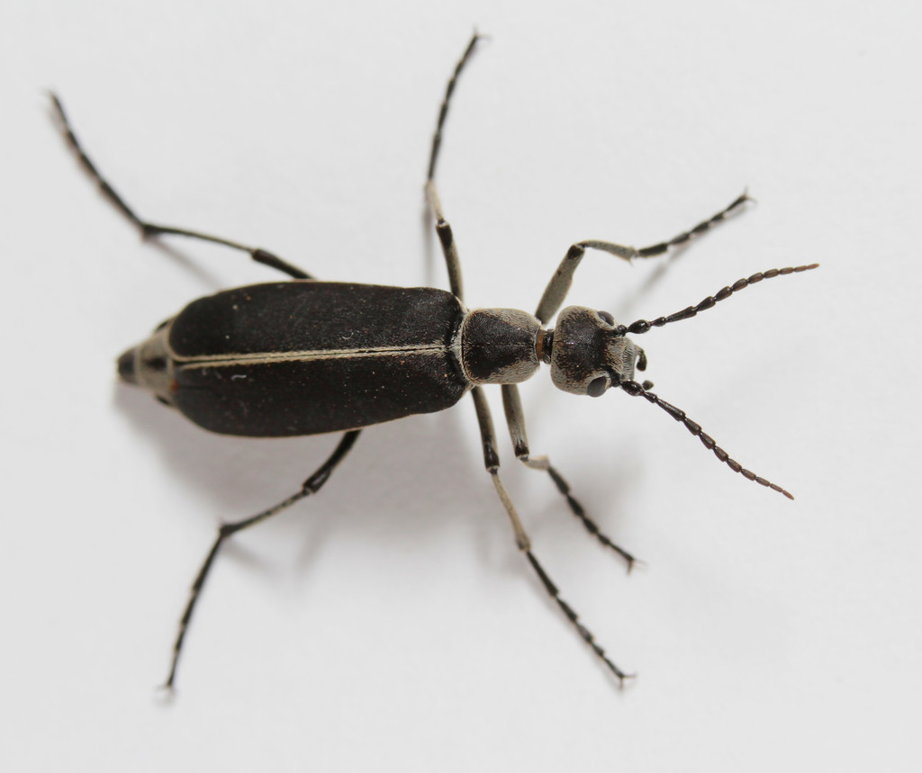 Clematis Blister Beetle
