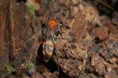 Psorthaspis mariae