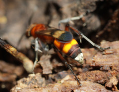 Psorthaspis mariae