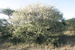 Acacia mellifera image