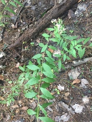 Doellingeria sericocarpoides