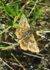 Carcharodus